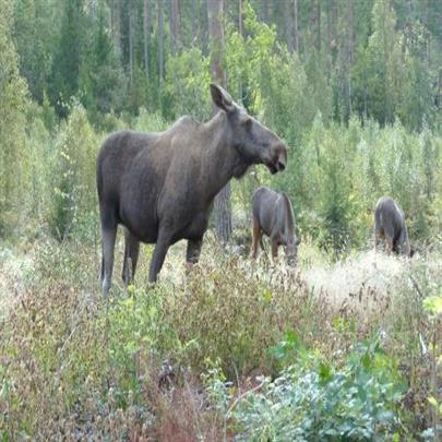 moose with young
